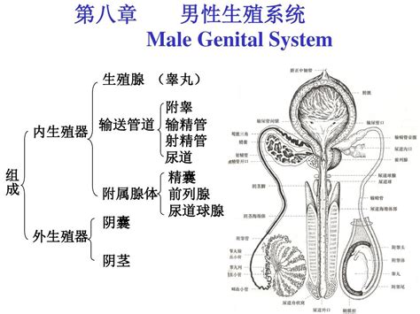 男生的下體|男性生殖系統